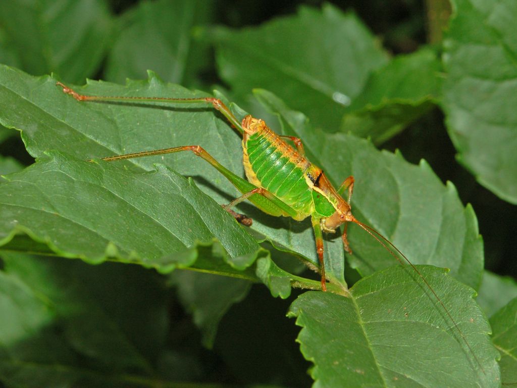 Cavalletta con il dorso marrone: Metaplastes pulchripennis